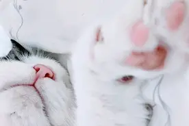 你真的了解你的猫咪吗？这9点90%的铲屎官都不知道图片