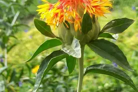 藏红花与川红花有什么区别，您用对了吗？图片