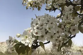 梨花又开放 邀您一起云赏花啦图片