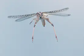 飞蝗：能跑“马拉松”，也爱赛“百米”图片