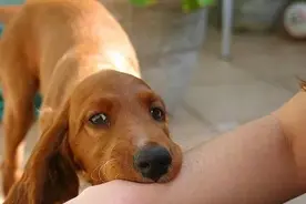 太大意了！8岁小男孩不慎被狗抓伤，五天后出现狂犬病症状图片