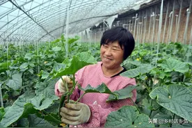根治地下害虫和根结线虫，就常用这两种有机肥，效果好还增产图片