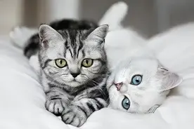 猫咪可以有多爱你图片