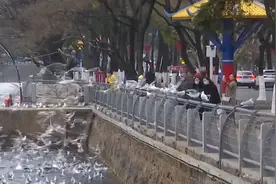 来昆明的红嘴鸥减少了？真相来了→图片