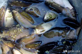 鲫鱼品种众多，常见的6个鲫鱼品种你认识几个？大家一定遇到过图片