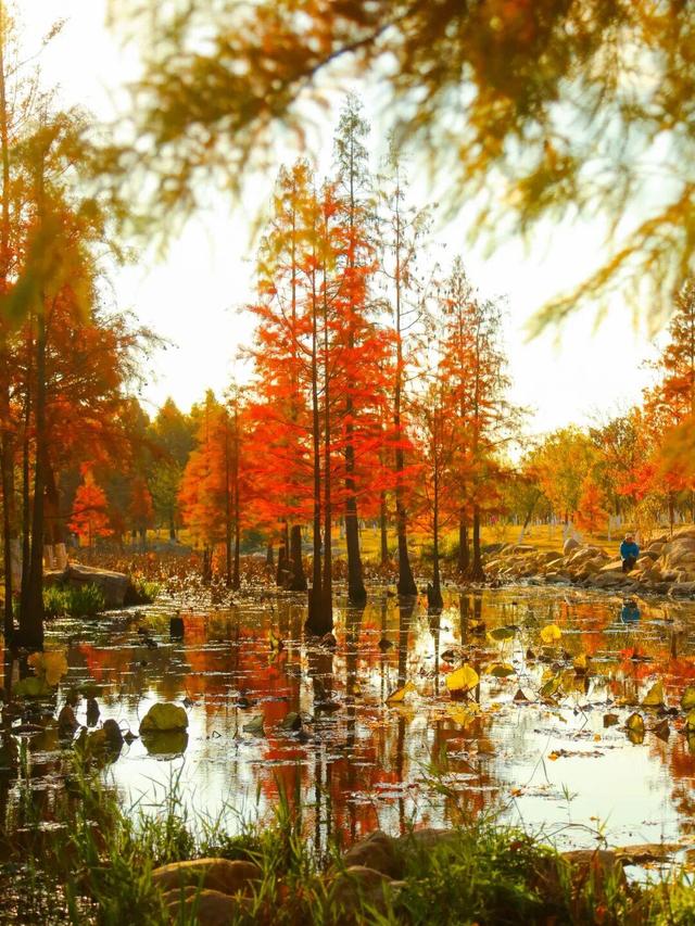 最新实拍！烟台鱼鸟河“顶级秋色”加载中