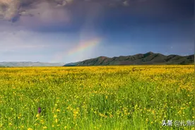 行摄扎鲁特 | 六月草原 邂逅夏花图片