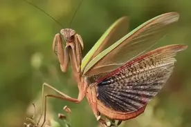 山东常见螳螂图鉴与识别图片