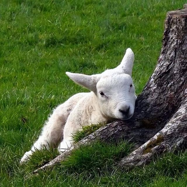 小羊拉稀用什么药效果最快？治疗小羊拉稀，不仅要快副作用还要小