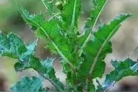 花叶滇苦菜，别称续断菊图片