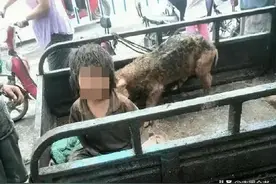 2015年，河南一男童被亲生父母养猪圈，与猪同吃同住，不会说话图片