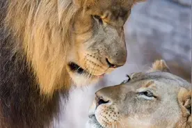 动物交配六亲不认，流浪雄狮长大后，遇到自己的母亲会怎样？图片