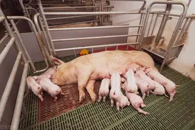 母猪产后便秘瘫痪不吃食有什么办法？母猪清宫消炎用什么药好？图片