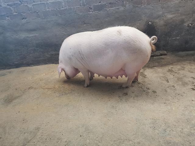母猪生小猪慢怎么办