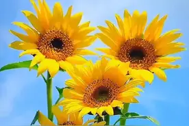 一个人心里有没有你，别试探，看他身体“这三处”的反应就知道了图片