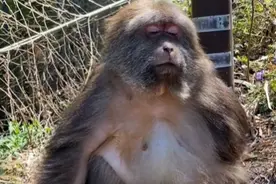 网红独臂猴“星星”连续5天蹲山脚等师太回家，模样惹人怜惜，知情人：师太下山体检和调理，很快就会回来图片