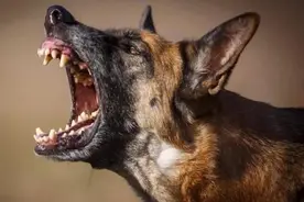 “家有5声叫，不是好兆头”，“5声”分别指啥？遭遇后如何化解？图片