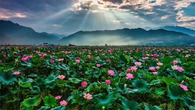 拍点发现 | 今年夏天,去这些地方拍荷花