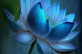 心理测试：凭感觉选一朵花，测你的过人技能是什么？图片