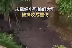 上海女子不牵绳遛小狗挑衅大狗，目击者：小狗被撕咬成重伤图片