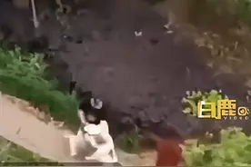 上海女子不牵绳遛小狗挑衅大狗，目击者：小狗被撕咬成重伤图片