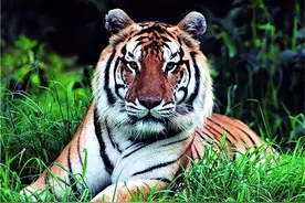 中国将5只华南虎放到非洲草原，繁衍到第15只后，专家发现不对劲图片