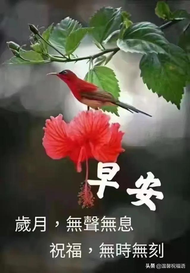 6月12日早安祝福语,心静无尘,惦记无声.送上我真诚的问候