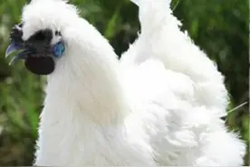 民以食为天——乌鸡图片