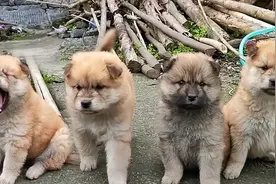 农村俗语:4句挑选小狗的口诀，可能对你有用，你知道几句？图片