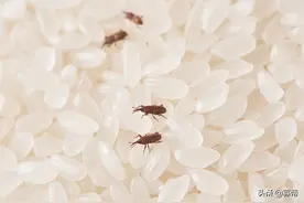 大米里的黑色小虫子是什么东西，你知道吗？图片