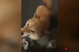 黑龙江女子无奈送走养了多年的狗，一个月后，狗子竟跑10公里回家图片