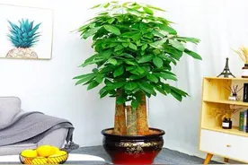 10大吉祥花，客厅有空地一定要养一盆，高档又好养，旺财又旺家图片