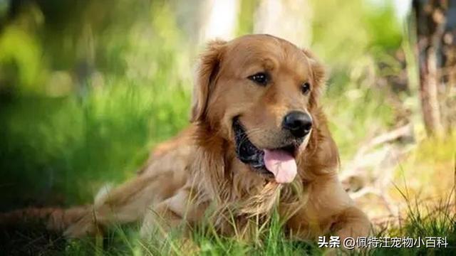 金毛当土狗养不喂狗粮可以吗？