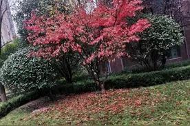 在家怎样教孩子用标点符号之三：分号图片