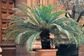 2021年，两大妈公园游玩见铁树结果，甚美，好奇摘食中毒图片