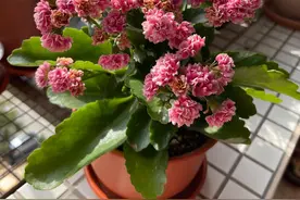 有种长寿花，叫“安娜公主”，颜值高、花期长，耐阴，室内也能养图片