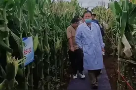 为什么很多人对专家踩“地毯”下玉米地的反应如此之大？图片