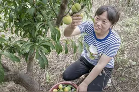 四川仁寿：嫁接改良李子喜获丰收图片