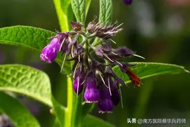 一味凉血的中药：上治咽痛，下治阴痒；内除血热，外消湿疹、烫伤图片