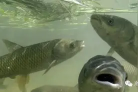 养鱼要赚钱，饲料消化吸收是根本 中国好渔医支招，助你效益翻番！图片
