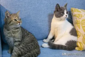 来来来，比一比，谁家的猫咪睡觉更奇葩图片