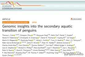 从天空飞向海洋：企鹅的演化历程与适应环境的机制图片