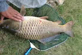 野钓大鱼，不应该有的几个坏习惯，只有认识和改正，才能钓到大鱼图片