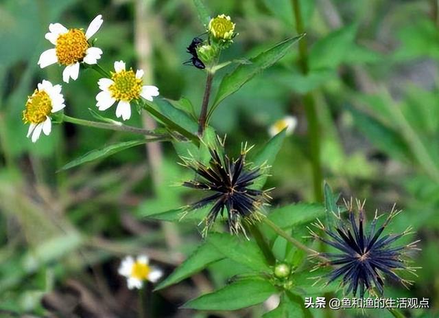 踏春必备“百草图”之三，身边那些有价值的野草，你能认识几种？