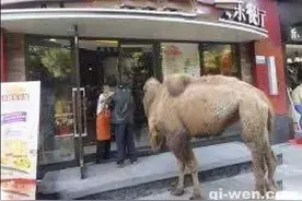 盘点乞讨界奇葩：开私家车也好意思？图片