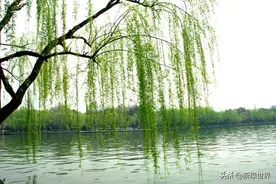 何谓杨柳？有两种解释，一是指柳树，一是指杨树和柳树图片