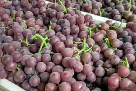 被日本否定过的巨峰葡萄，引入我国后，为什么火得家喻户晓？图片