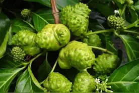 斐济野生诺丽，你可以永遠相信的神奇果实图片