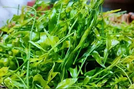 云南野生甜菜，已实现人工种植，为何还是15元一两图片