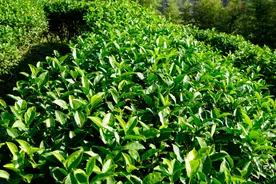 喝武夷岩茶必看山场？山场到底是不是智商税？图片